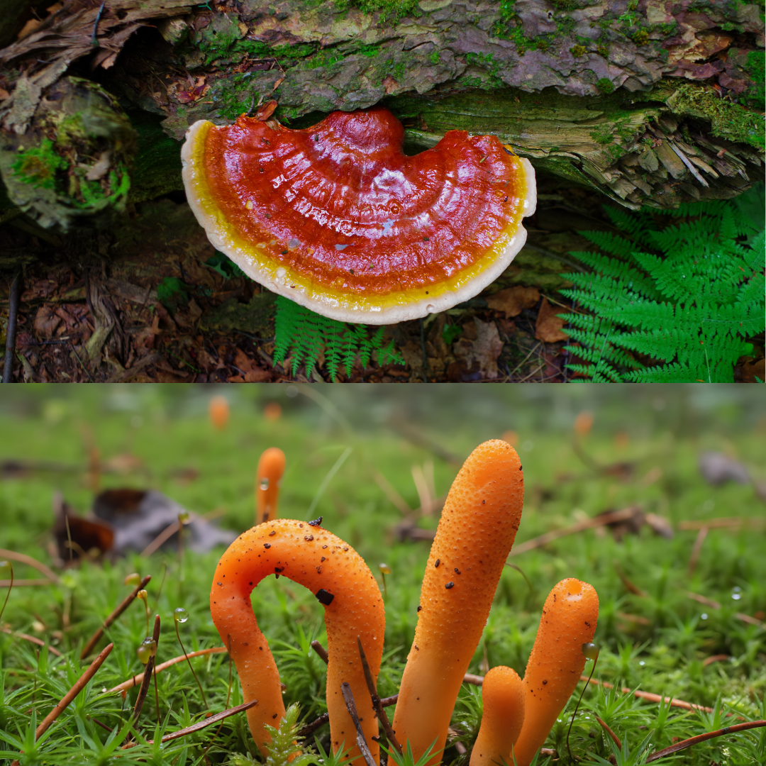 Adaptógenos: Qué son, cuáles tomar y cómo benefician tu energía