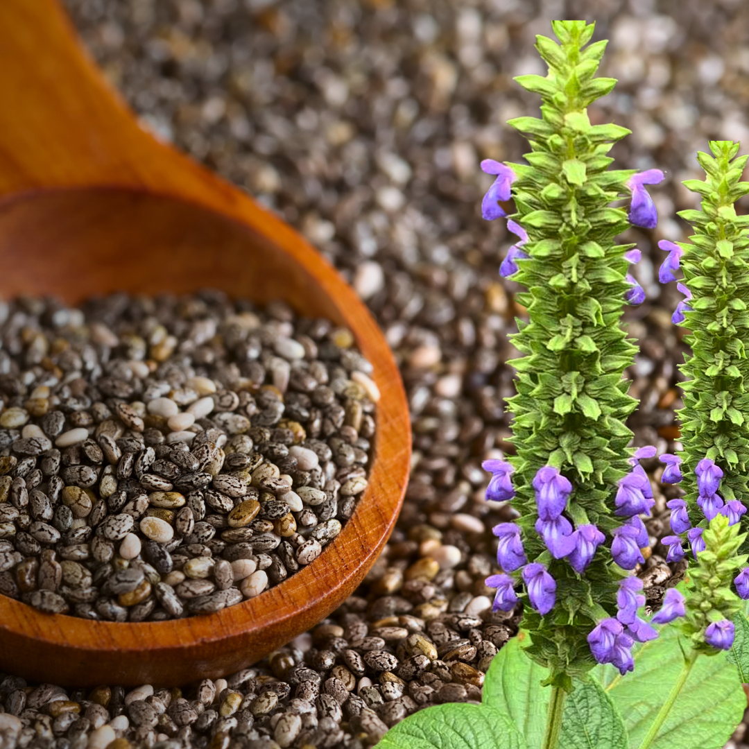 Guía de Superalimentos Mexicanos y Cómo Usarlos Todos los Días